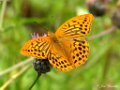 Keizermantel, Argynnis paphia